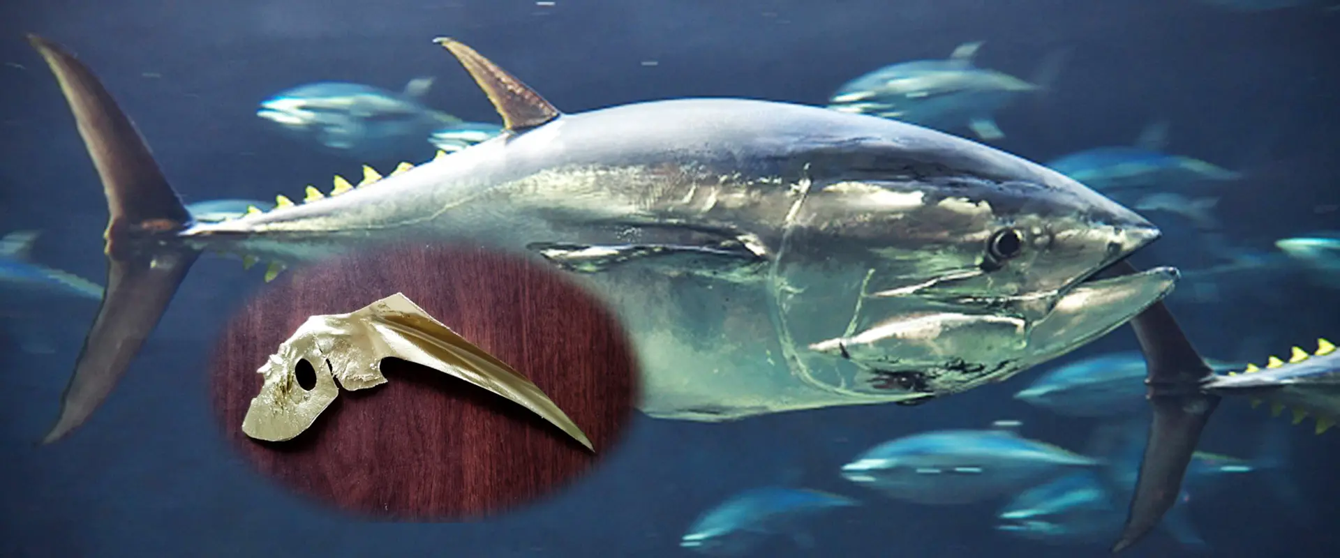 鯛中鯛はほかの魚にも