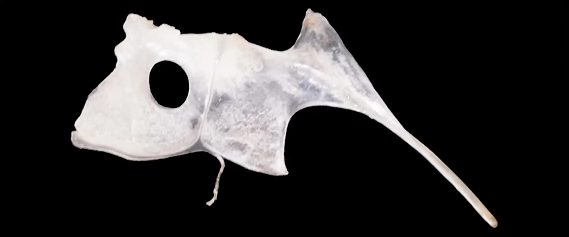 鯛のタイ（鯛）骨の場所はどこ？縁起物の取り方は？保存方法 まとめ