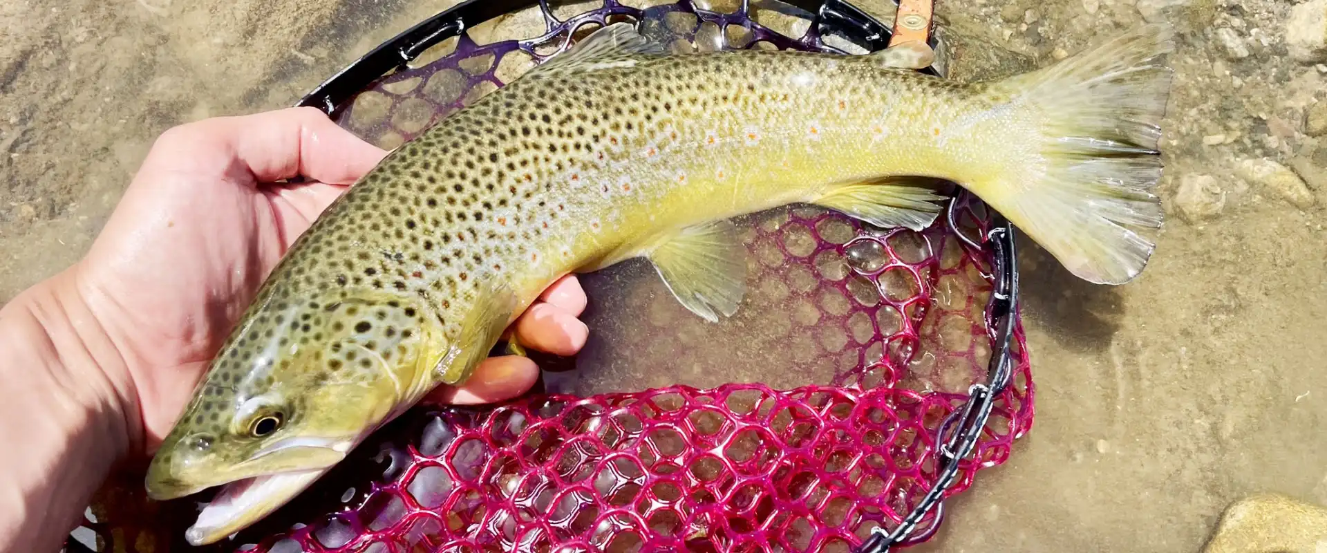 ブラウントラウトの味はまずい？釣れる川は？刺身に寄生虫の危険性