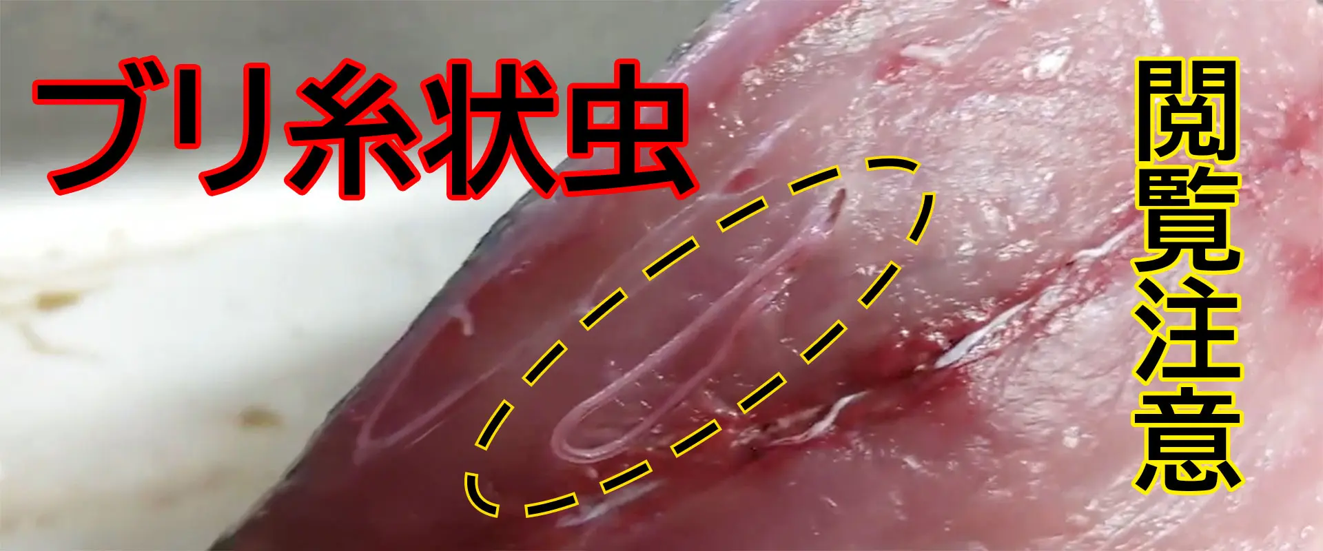 ブリに白い糸状の虫？食べても大丈夫？アニサキスとの見分け方とクレームの判断基準