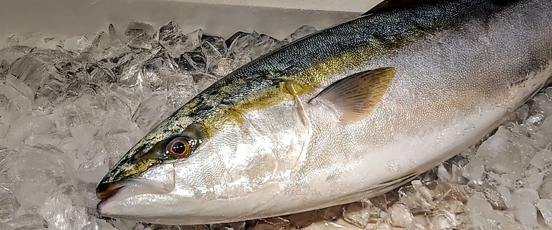 ブリにいた赤い虫の正体は「ブリ糸状虫」