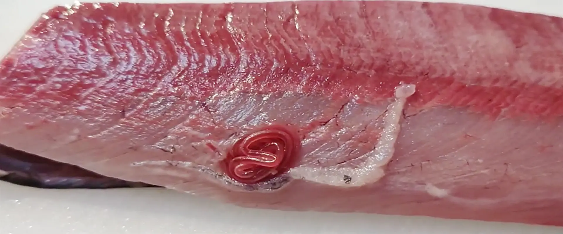 ブリ糸状虫を食べても大丈夫？クレーム案件？どうなるの？まとめ