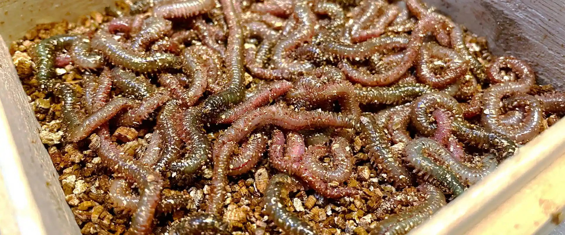 そもそも石ゴカイ（ジャリメ）とは？どんな生き物？