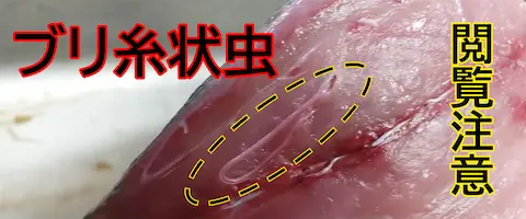 ブリに白い糸状の虫？食べても大丈夫？アニサキスとの見分け方とクレームの判断基準