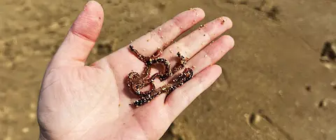 石ゴカイ（ジャリメ）を針の付け方と保存方法