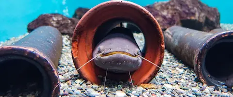 「うなぎより美味しい」という声も？